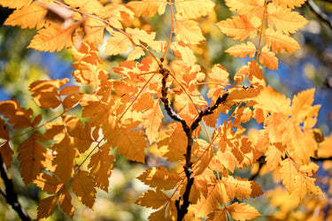 10 GOLDEN RAIN TREE Goldenrain Koelreuteria Paniculata Yellow Flower Seeds